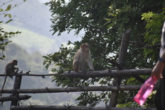 Macaca radiata