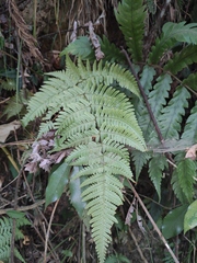 Dryopteris gymnosora