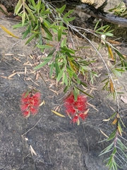 Melaleuca viminalis