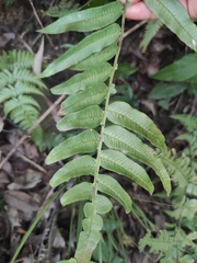 Plagiogyria japonica