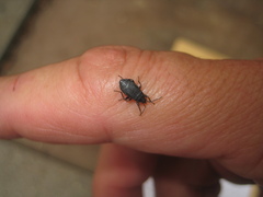 Pyrrhocoris marginatus