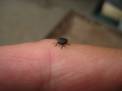 Pyrrhocoris marginatus