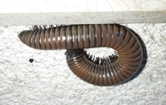 Acanthoiulus fuscipes