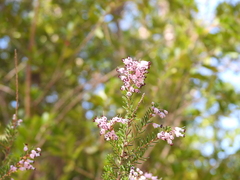 Erica manipuliflora