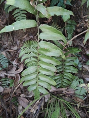 Plagiogyria japonica