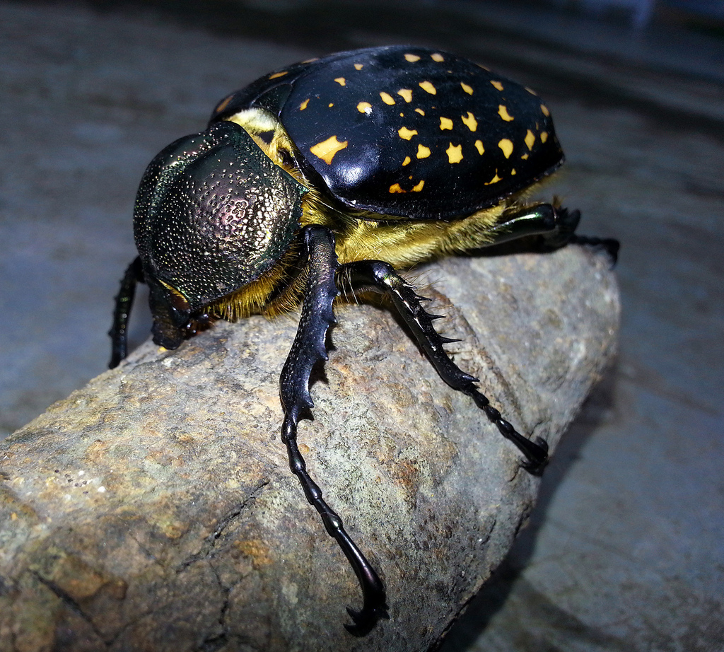 Macleay's Long-armed Chafer