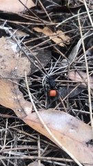 Ephutomorpha distinguenda