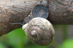 Cyclophorus punctatus