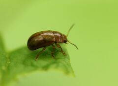 Chrysomelidae