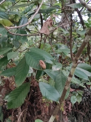 Cryptotympana atrata