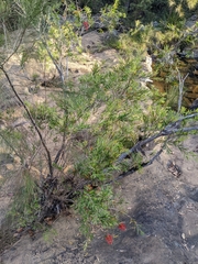 Melaleuca viminalis