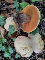 Suillellus luridus