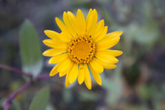 Grindelia subalpina