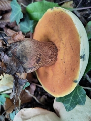 Suillellus luridus