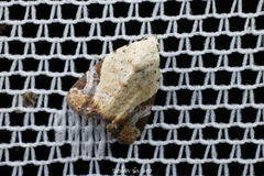 Pseudeustrotia semialba