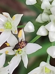 Glyptobaris lecontei