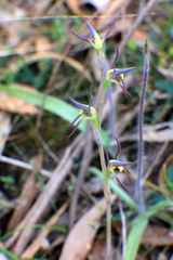 Lyperanthus suaveolens