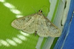 Herpetogramma aquilonalis