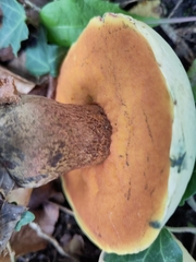 Suillellus luridus