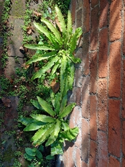 Asplenium scolopendrium scolopendrium