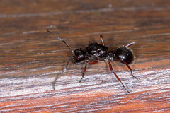 Polyrhachis monteithi