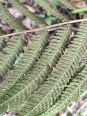 Pseudocyclosorus subochthodes