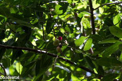 Burseraceae