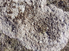 Lecanora