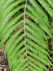 Pseudocyclosorus subochthodes