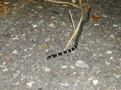 Bungarus multicinctus