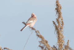 Carpodacus sibiricus