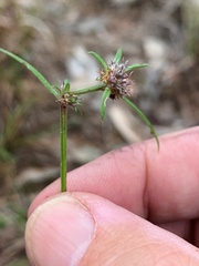 Spermacoce brachystema