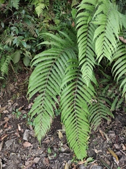 Pseudocyclosorus subochthodes