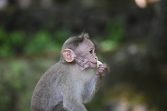 Macaca radiata