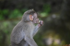 Macaca radiata
