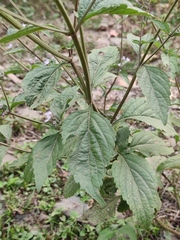 Isodon lophanthoides graciliflorus