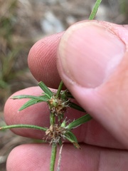 Spermacoce brachystema