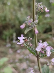 Isodon lophanthoides graciliflorus