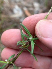 Spermacoce brachystema