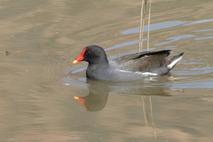 Gallinula chloropus meridionalis