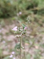 Isodon lophanthoides graciliflorus