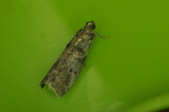 Acrobasis