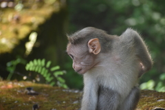Macaca radiata