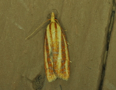 Sparganothis tristriata