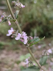 Isodon lophanthoides graciliflorus