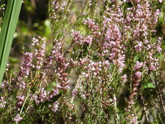 Erica manipuliflora