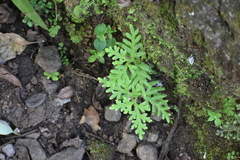 Selaginella delicatula