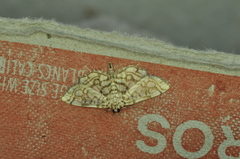 Lygropia rivulalis