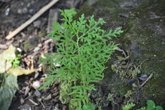 Selaginella delicatula