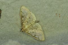 Herpetogramma aquilonalis